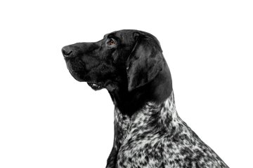 Německý ohař krátkosrstý