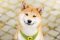 Shiba inu