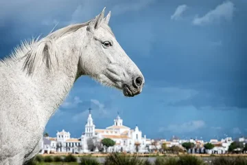 Pura Raza Española a Marismeño