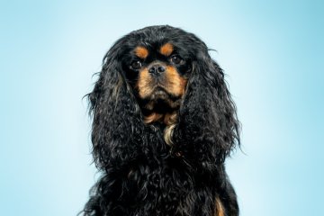 Kavalír King Charles Španěl