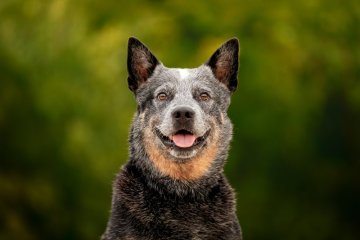 Australský honácký pes