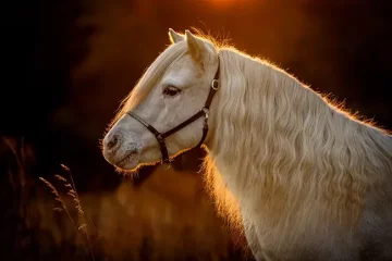 Pony farma Zelené údolí