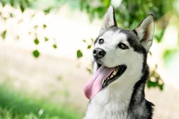Sibiřský husky