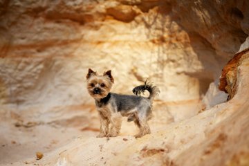 Jorkšírský teriér