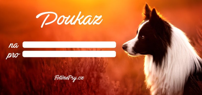 Poukaz na focení psů v exteriéru - Počet fotografií: 10 ks