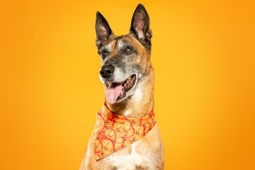 Malinois