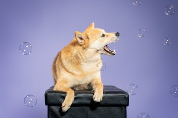 Shiba inu