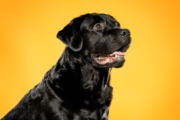 Labradorský retrívr