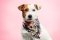 Jack Russell teriér