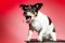 Jack Russell teriér
