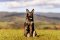 Němečtí ovčáci