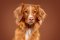 Zlatý retriever