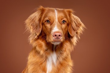 Zlatý retriever