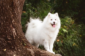Samojed