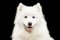 Samojed