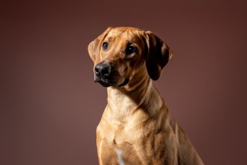Rhodéský ridgeback a zlatý retrívr