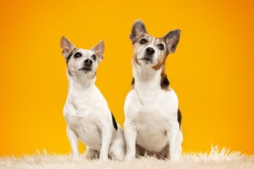Jack Russell Teriéři