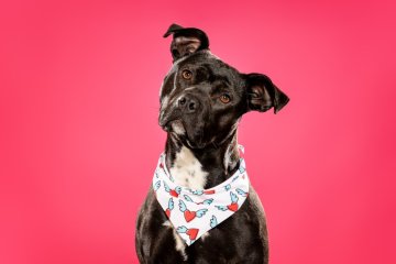 Americký pitbulteriér