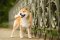 Shiba inu
