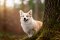 Welsh Corgi Pembroke