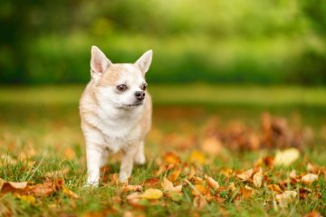 Čivava krátkosrstá