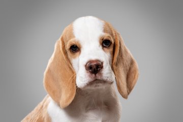 Beaglové