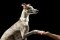 Whippet