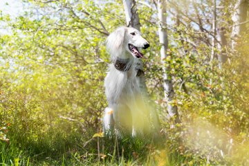 Saluki a kříženec