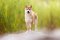 Shiba inu