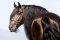 Majestic Horses