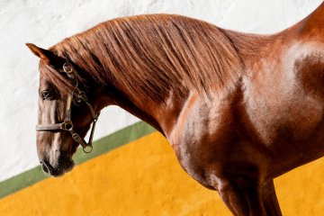 Caballos El Lovi