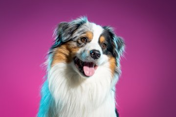 FOR PETS 2026