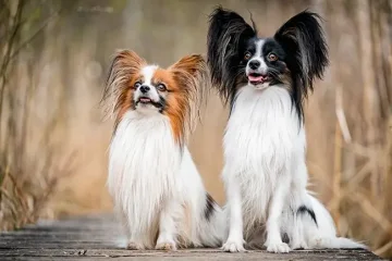 Papilloni