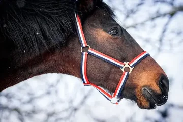 Asistenční jednorožec