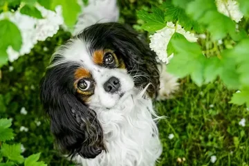 Kavalír King Charles Španěl