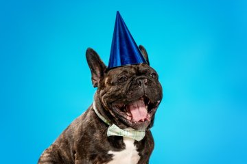 Francouzští buldočci