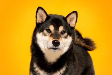 Shiba inu