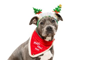 Americký stafordširský teriér