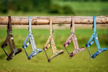 Coolhorse
