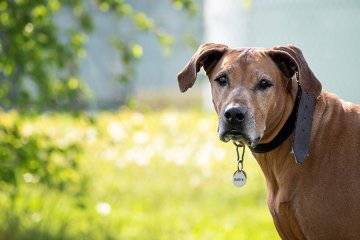 Rhodéský ridgeback