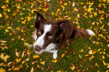 Border kolie a německý ovčák