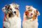 FOR PETS 2025