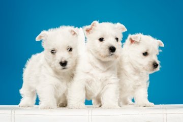 West Highland White Terrier