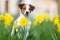Jack Russell Teriér