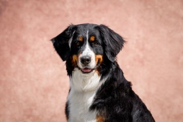 HAPPY DOG SHOW 2026