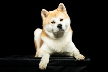 Akita inu